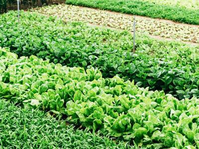 Organic Matter