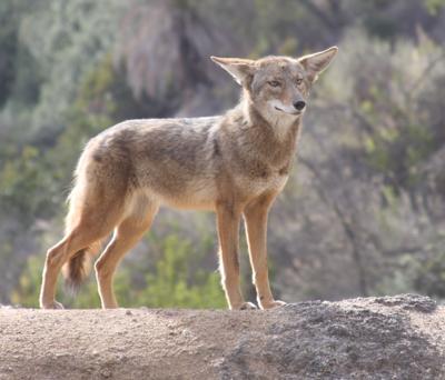 Coyote