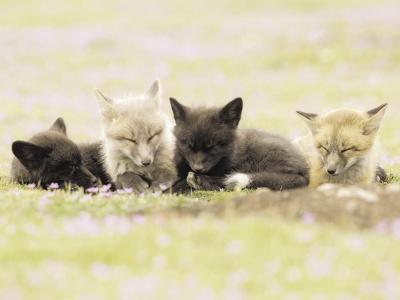 A Wild Life