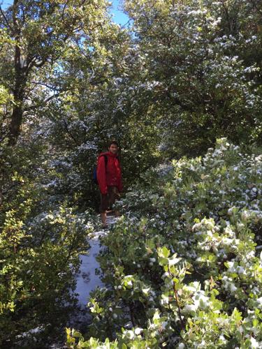 thinning trail.jpg