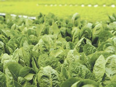 Romaine Riddle