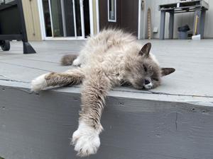 Image for display with article titled Seaside to Enact a Spay-and-Neuter Ordinance to Curb Wanton Breeding of Cats and Dogs.