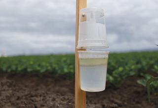 Amid growing pest problems, the diamondback moth threatens top crops.