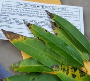 Image for display with article titled Citizen Scientists Can Help Track a Disease That’s Killing Oak Trees.
