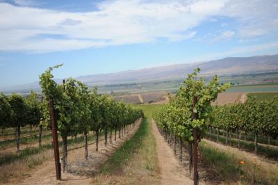 The view from Paraiso Vineyards