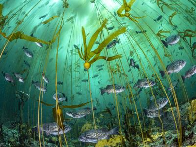 A kelp forest off Monastery Beach