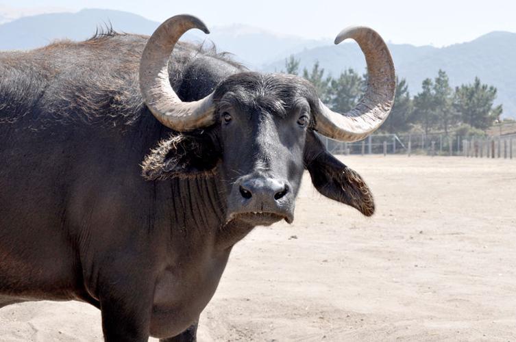 Water Buffalo