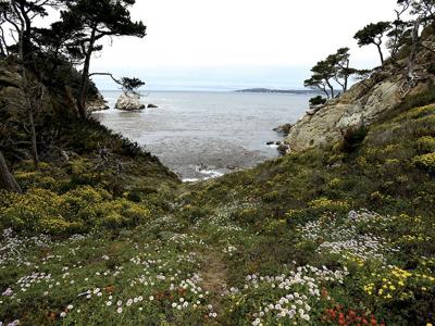 Point Lobos