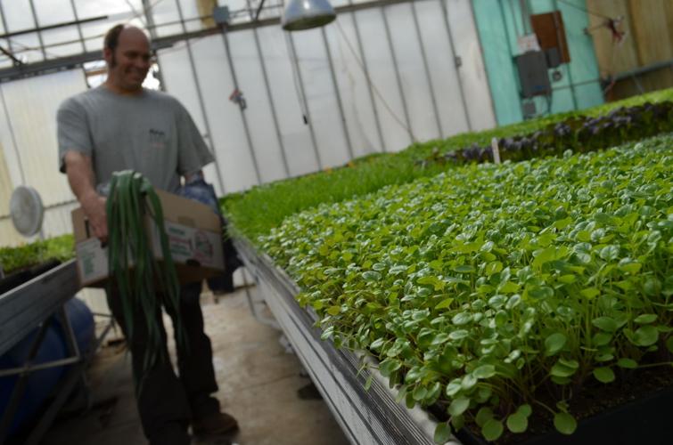 Parr with microgreens