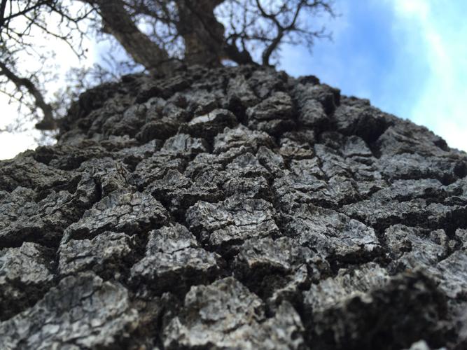 bark and sky.JPG