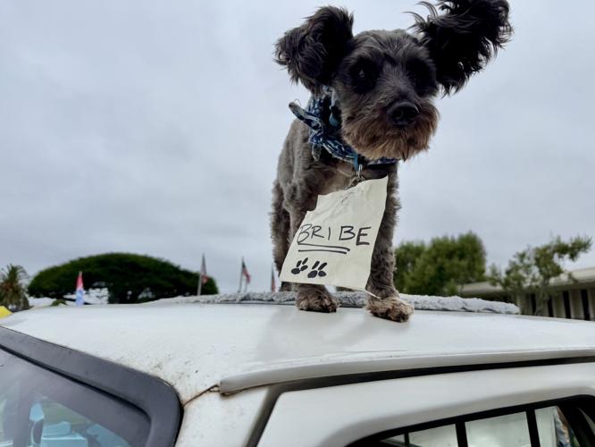Concours d'Lemons dog