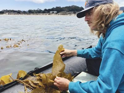 Kelp's Honor