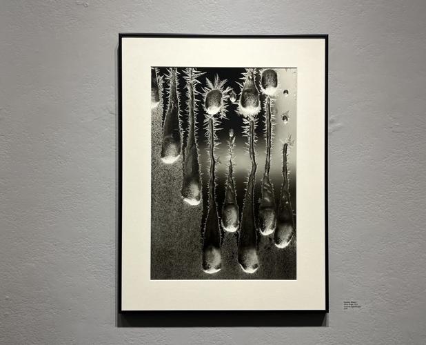Many Drops, 2011