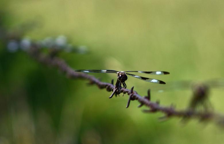 20190714_new_sandhills_pic4