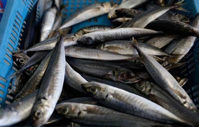 Holy Mackerel