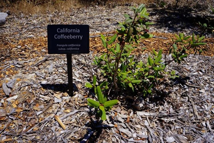 KS - Garland5 - Coffeeberry.jpg