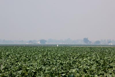 Smoke and field