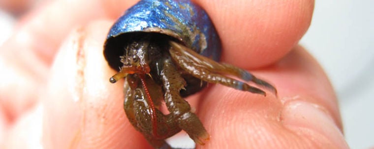 Hopkins Marine Station scientists discover an amorous new hermit crab species.  