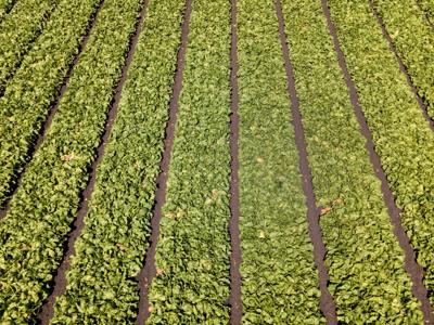 Cyclospora season over