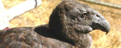 CSI: Condor