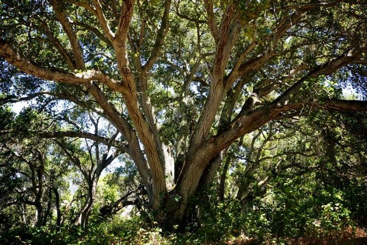 KS - Garland6 - tree.jpg