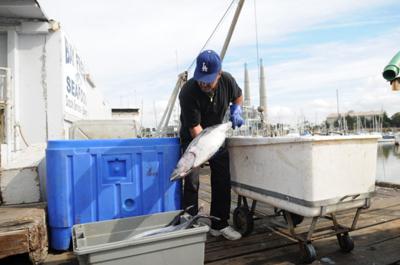 Seafood startup hopes to forge a truce between Aquarium and local fishermen.  