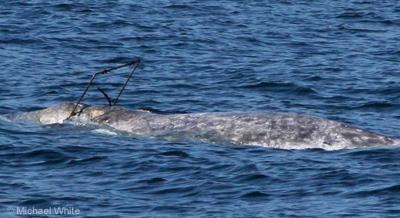 Entangled whale