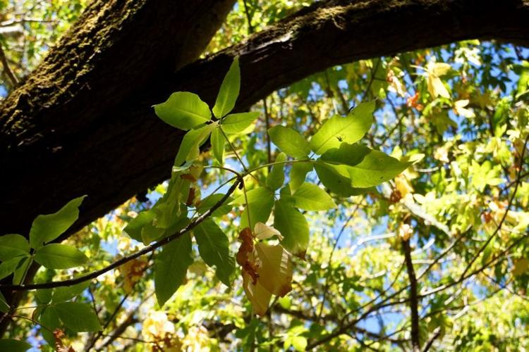 KS - Garland10 - leaves.jpg