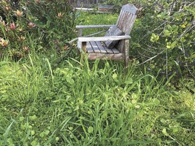 Wack Weeds