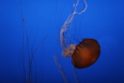 Aquarium Jellyfish
