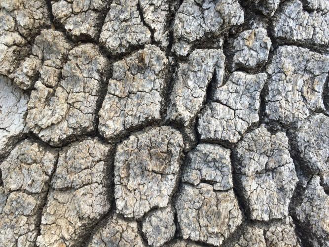 tile bark.JPG