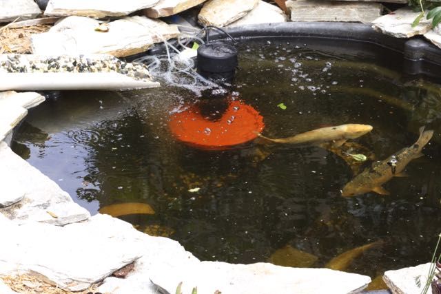 pond