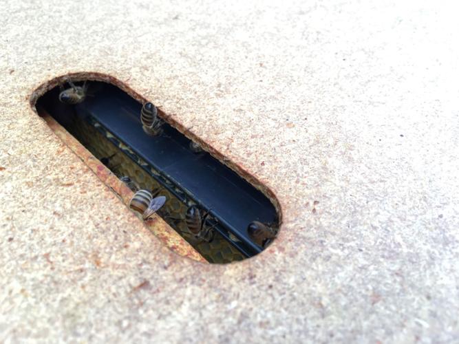 PHOTOS/RECIPES Carmel Honey Company's success with 14yearold