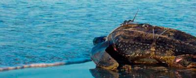 Monterey Bay researchers discover the endangered turtles’ habits.  