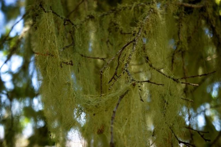 KS - Garland14 - moss.jpg
