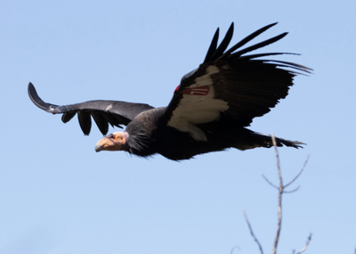 condor