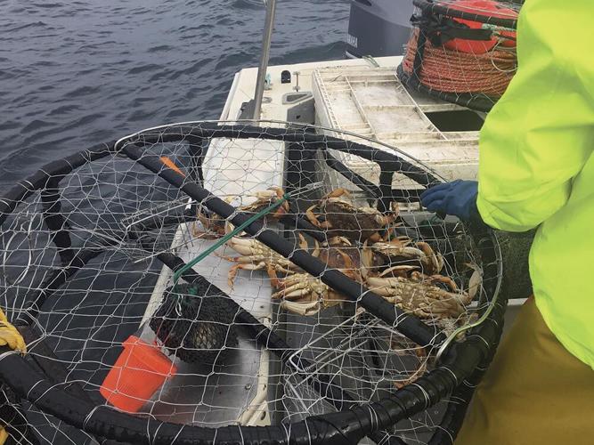 Stretch of local whale entanglements prompts expected early closure of Dungeness  crab fishing season., News