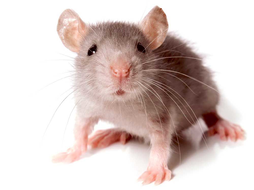 Best Food For Mouse F Trap Best Food For Mouse F Trap