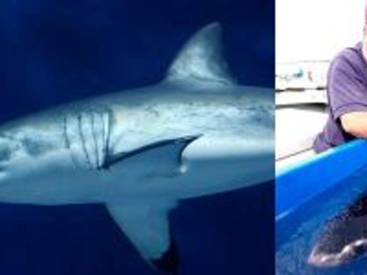 The Untold Story Of The Biggest Star To Ever Swim In The Monterey Bay Aquarium Local News Montereycountyweekly Com