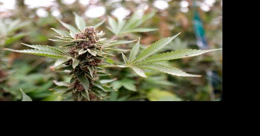 Seven years after the legal floodgates opened, Monterey County's cannabis industry is dealing with a bad comedown. | Monterey County NOW Intro - Vimarsana News