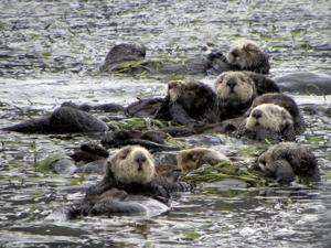 Image for display with article titled Fishermen Tried to Get Sea Otter Protections Removed. They Failed.