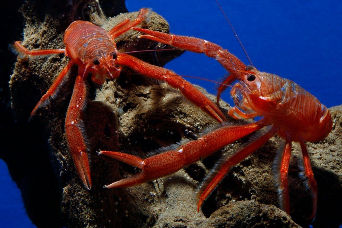 VIDEO Red crabs invade Monterey Bay Aquarium tide pool. But don't