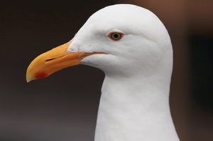 Image for display with article titled The do’s and don'ts of rescuing an injured seagull in the middle of a busy roadway.