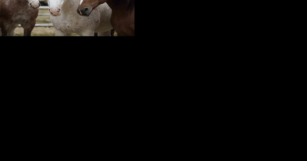 The animals that compete in the rodeo are hand selected for a few moments of work. - Vimarsana News