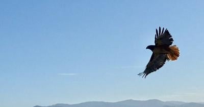 Red-tail hawk release
