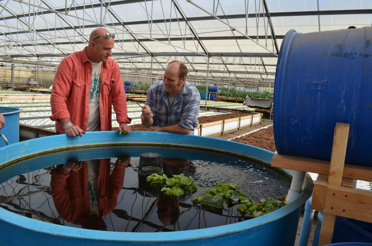 Viridis Aquaponics Design Aquaponic