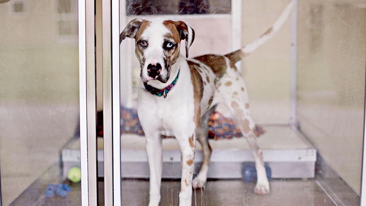 A Close Look At The Spca For Monterey County S Euthanasia Rates Cover Montereycountyweekly Com