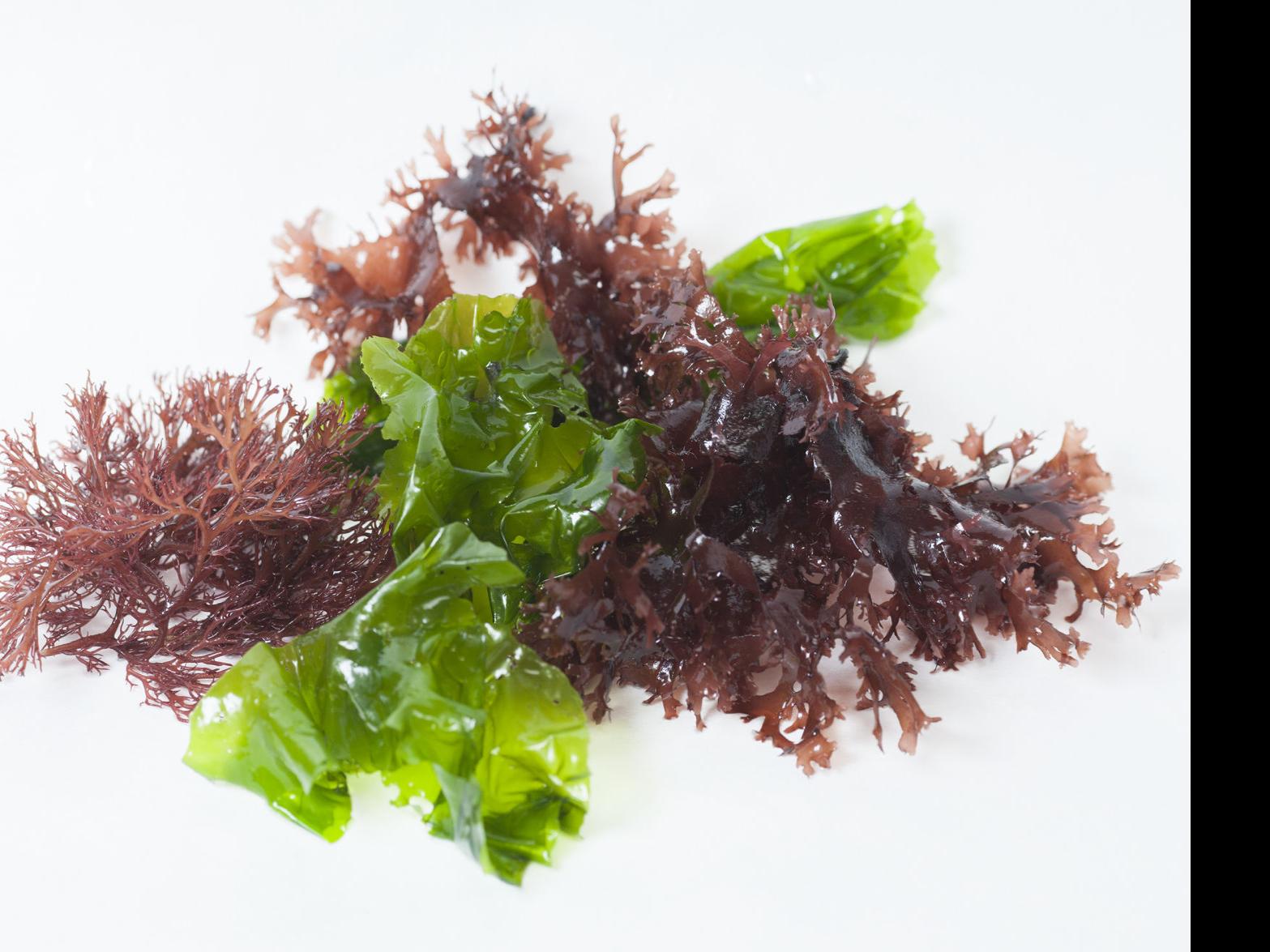 A Recipe For And A Love Note To Seaweed You Should Eat Food Blog Montereycountyweekly Com