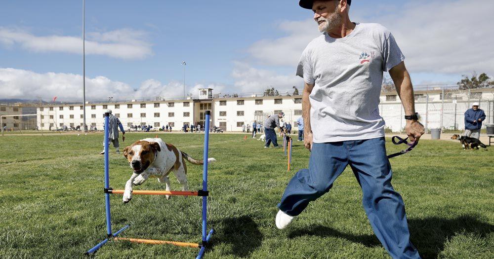 Nonprofits celebrating the 'canine-human connection' see continued growth. | News - Vimarsana News