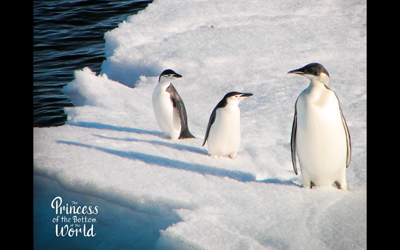Penguins seen in the trailer for “The Princess of the Bottom of the World"